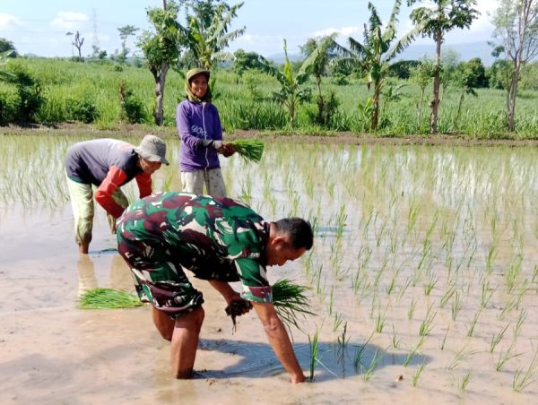 Dukung Swadaya Pangan Nasional, Koramil Tegalsiwalan Dampingi Petani Tanam Padi