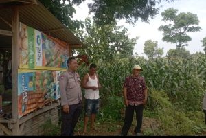 Polsek Tongas Dampingi Petani Jagung, Wujud Nyata Dukungan Polri terhadap Ketahanan Pangan Nasional