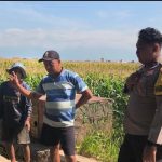Polri Hadir untuk Petani, Bhabinkamtibmas Ketapang Kawal Program Ketahanan Pangan