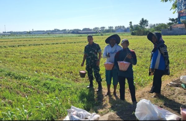 Koramil Kanigaran Lakukan Pendampingan Dalam Proses Pemupukan Tanaman Jagung Di Wilayah Binaan