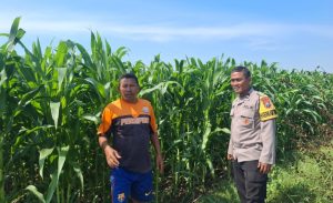 Bhabinkamtibmas Sumber Wetan Ajak Petani Dukung Program Ketahanan Pangan Nasional