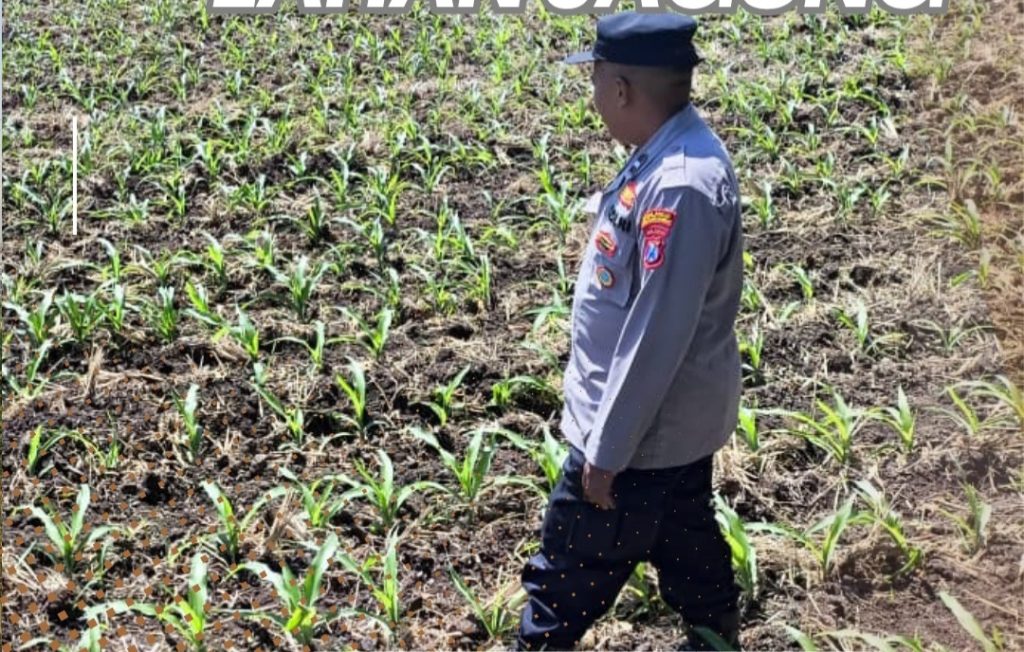 Polsek Tongas Dampingi Petani Jagung, Wujud Nyata Dukung Ketahanan Pangan Nasional