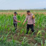 Bhabinkamtibmas Jrebeng Kidul Turun ke Sawah, Kawal Program Ketahanan Pangan