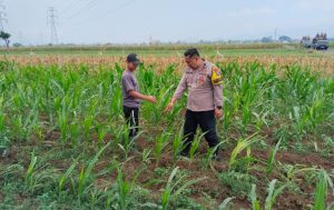 Bhabinkamtibmas Jrebeng Kidul Turun ke Sawah, Kawal Program Ketahanan Pangan