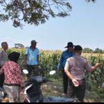 Polsek Sumberasih Aktif Pantau Lahan Jagung Binaan