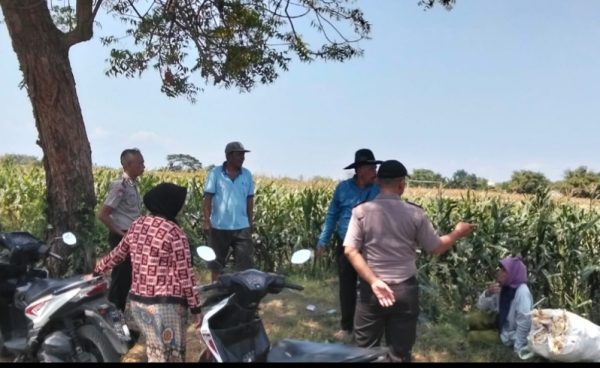 Polsek Sumberasih Aktif Pantau Lahan Jagung Binaan