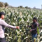 Polisi Bina Lahan Jagung 3 Hektare di Probolinggo, Panen Diprediksi Oktober