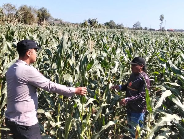 Polisi Bina Lahan Jagung 3 Hektare di Probolinggo, Panen Diprediksi Oktober