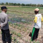 Dari Lahan 15 Hektare, Polsek Sumberasih Kawal Budidaya Jagung