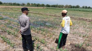 Dari Lahan 15 Hektare, Polsek Sumberasih Kawal Budidaya Jagung