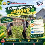 Dukung Ketahanan Pangan, Polsek Sumberasih Monitoring Lahan Jagung 5 Hektare Di Desa Jangur 