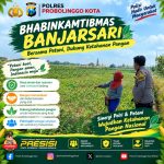 Polisi Pantau Lahan Jagung Binaan 10 Hektare di Banjarsari, Dukung Ketahanan Pangan
