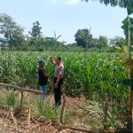 Polisi Pantau 5 Hektare Lahan Jagung di Mentor Probolinggo