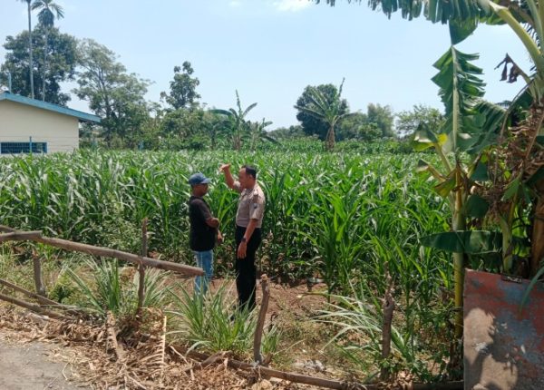 Polisi Pantau 5 Hektare Lahan Jagung di Mentor Probolinggo
